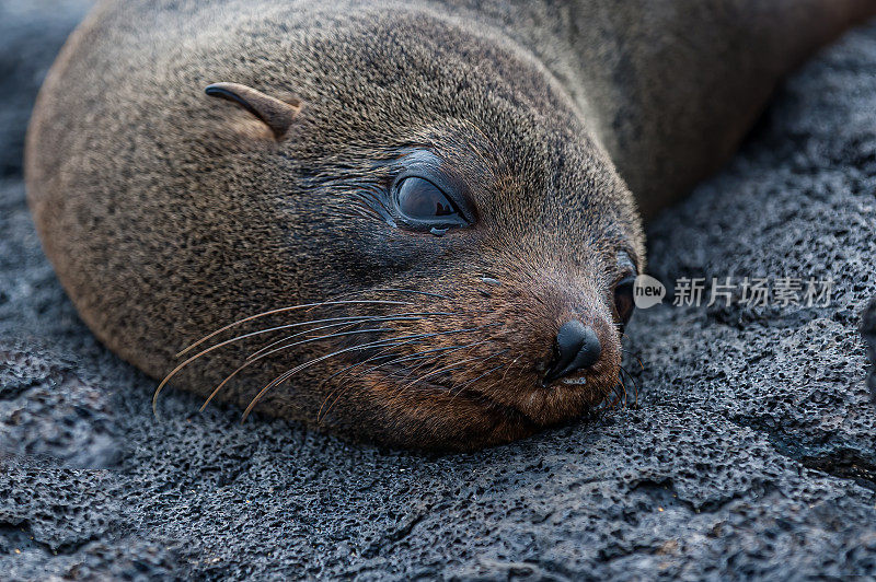 加拉帕戈斯海豹(Arctocephalus galapagoensis)是八种海豹属海豹之一，也是九种海豹亚科海豹之一。它是所有有耳海豹中最小的。它们是Galápagos群岛特有的